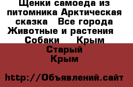 Щенки самоеда из питомника Арктическая сказка - Все города Животные и растения » Собаки   . Крым,Старый Крым